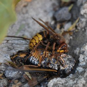 Asian hornet vs. Fallen cicada