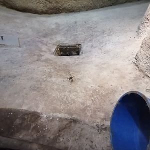 Cave cricket in former rock squirrel exhibit