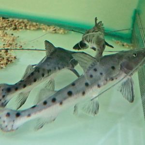 Piraiba Catfish (Brachyplatystoma filamentosum) young