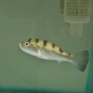 Banded Puffer (Colomesus psittacus)