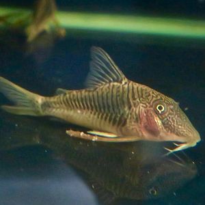 Corydoras geoffroy