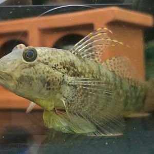 Puntang Goby (Exyrias puntang) male