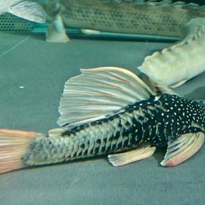 Golden Sailfin Pleco (Hypostomus luteus)