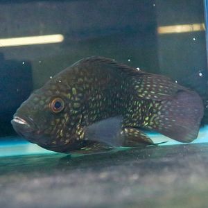 Pearlscale Cichlid (Herichthys carpintis)