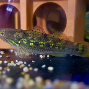 Payangka (Ophieleotris aporos)