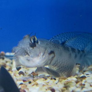 Eyebrow Goby (Oxyurichthys ophthalmonema)
