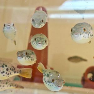 Spotted Congo Puffer (Tetraodon schoutedeni)