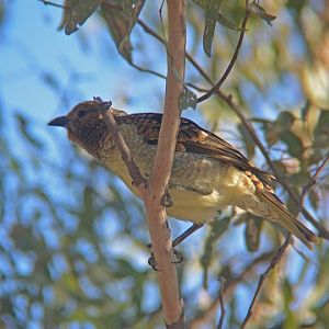 Western bower-bird