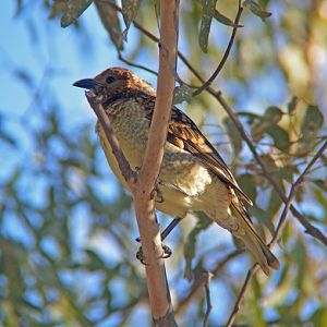 Western bower-bird