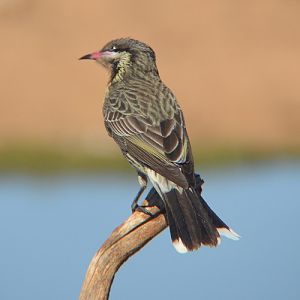 Spiny-cheeked honeyeater