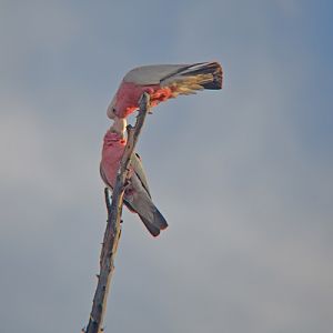 Galahs