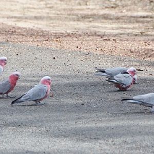 Galahs, feeding on road.
