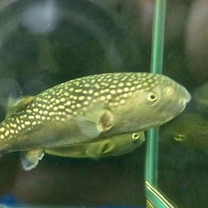 Chelonodontops bengalensis