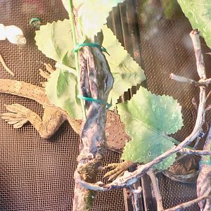 Smith's Green-Eyed Gecko (Gekko smithii)