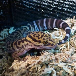 Bawangling Cave Gecko (Goniurosaurus bawanglingensis)