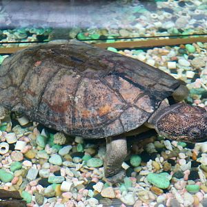 Ivory Coast Mud Turtle (Pelusios cupullata)