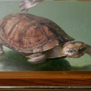 African Forest Turtle (Pelusios gabonensis)