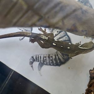 Roux's Giant Gecko (Correlophus sarasinorum)