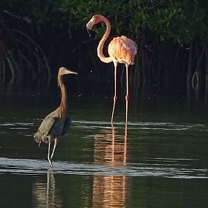 Reddish Egret (Egretta rufescens) & Caribbean flamingo