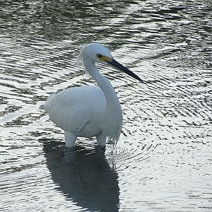Snowy egret (Egretta thula)