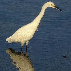 Snowy egret (Egretta thula)