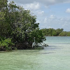 Great egret (Ardea alba egretta)