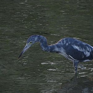 Little blue heron (Egretta caerulea)