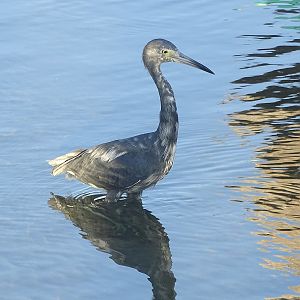 Little blue heron (Egretta caerulea)