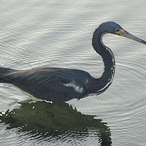 Tricolored heron (Egretta tricolor)