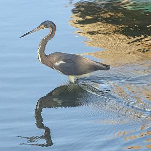 Tricolored heron (Egretta tricolor)