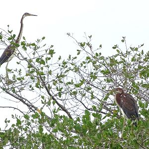 Tricolored heron (Egretta tricolor)