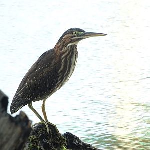 Green heron (Butorides virescens)