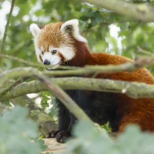 Red Panda