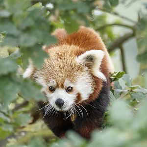 Red Panda