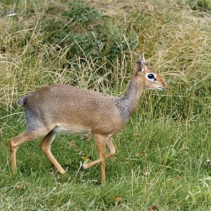 Kirk's Dik Dik
