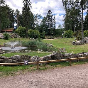 Bactrian camel paddock