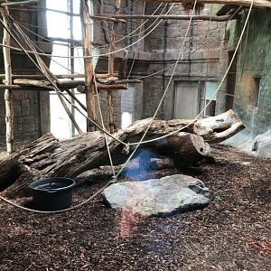 Indoor sumatran orangutans