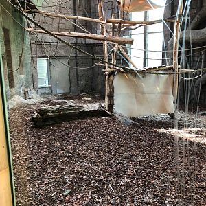 Indoor sumatran orangutans