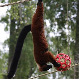 Red ruffed lemur enrichment