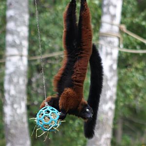 Red ruffed lemur enrichment