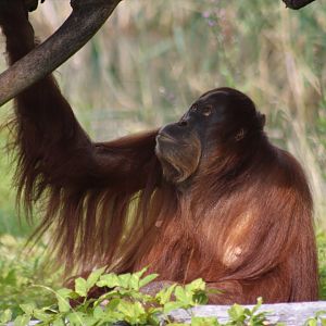 Sumatran oragutang