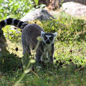 Ring-tailed lemur