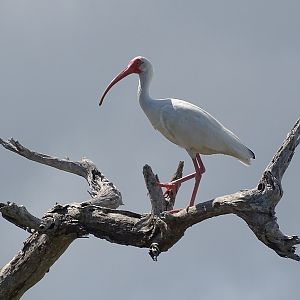 White ibis (Eudocimus albus)