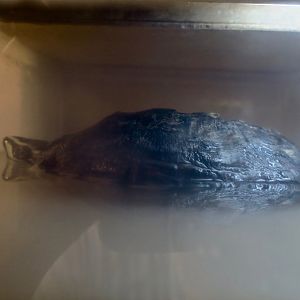 Mekong Snail-Eating Turtle (Malayemys subtrijuga)