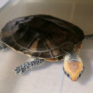 Twist-Necked Turtle (Platemys platycephala)