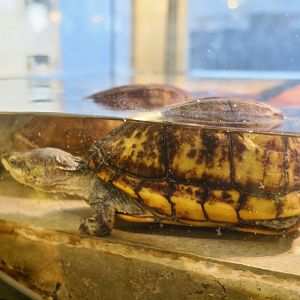 White-Throated Mud Turtle (Kinosternon scorpioides albogulare)