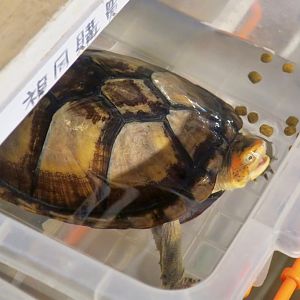 Red-Cheeked Mud Turtle (Kinosternon scorpioides cruentatum)