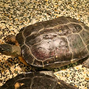 Black Wood Turtle (Rhinoclemmys funerea)
