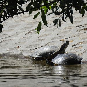 red-eared turtles in the pond with Grey seal