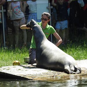 Grey seal during medical training